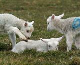 Lambs 9Y315D-004